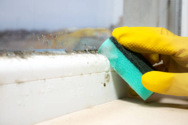 Best Mold Testing and Inspection Services in Bohemia, NY