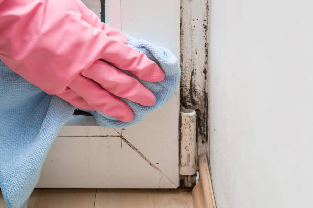 Professional Mold Remediation in Bohemia, NY